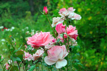 pink rose on a background of green leaves on a natural rose bush in the garden