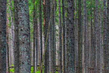 Felled and broken trees in Tatra mountains