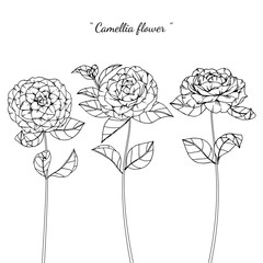 camellia flower and leaf drawing illustration with line art on white backgrounds.