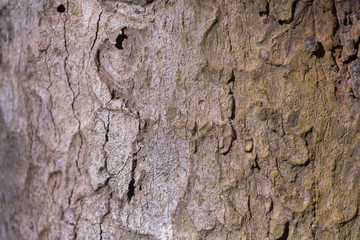 old wood skin  texture  and back ground 