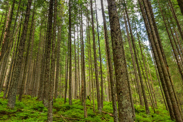 Fototapeta na wymiar Felled and broken trees in Tatra mountains
