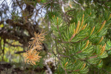 Fototapeta premium pine tree branch with cones