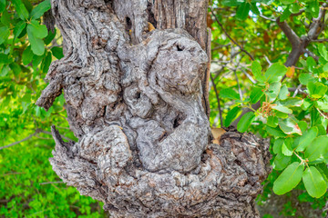 trunk of a tree