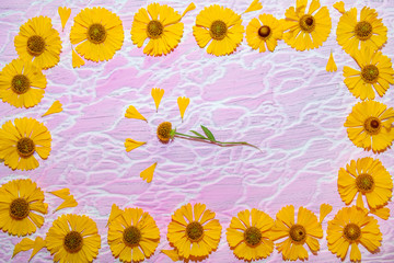 yellow flowers with green leaves pink texture background with white stripes on it top view