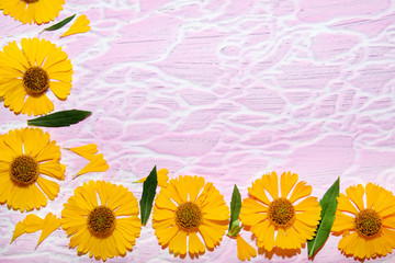 yellow flowers with green leaves pink texture background with white stripes on it top view