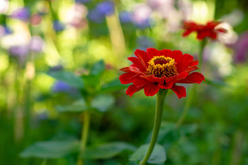  flower of appreciation