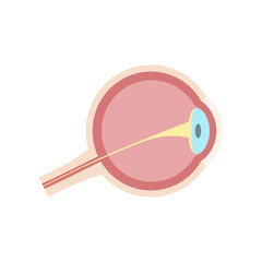 Eye anatomy. Vector illustration.