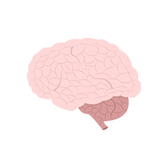 Brain anatomy. Vector illustration.
