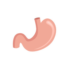 Stomach anatomy. Vector illustration.