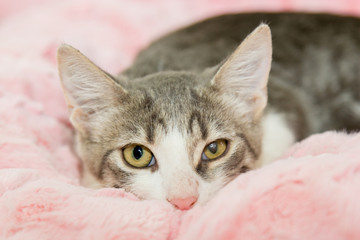 cat with blue eyes