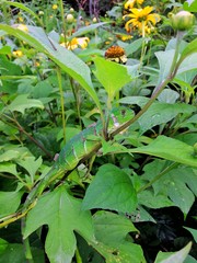 green plants in the garden