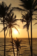 Coconut palms trees silhouette  against  sunset in Sri Lanka. Amazing background.