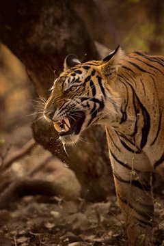 Tiger snarling
