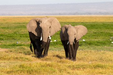Naklejka na ściany i meble Elephants in Amboseli National Park, Kenya