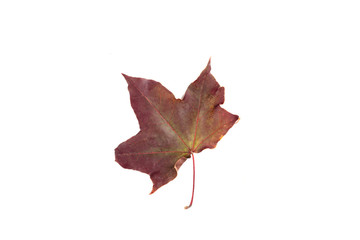 Autumn maple leaf over a white background..