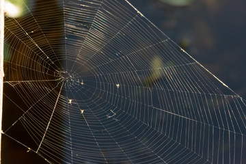 A ring spider's web hangs over the dark water. Sunlight.