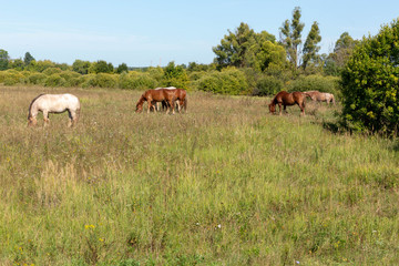 Herd of horses grazing on the drone. Summer, Sunny.