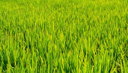Green rice fields on Bali island, near Ubud, Indonesia