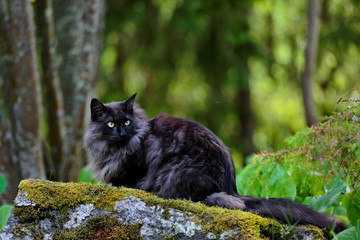 Obraz premium A black smoke Norwegian forest cat male with alert expression stalking 