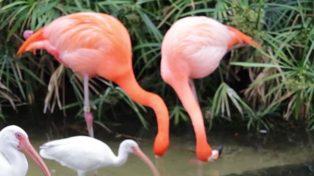 2 flamingos