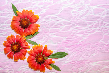 orange red flowers with green leaves pink texture background with white stripes on it top view