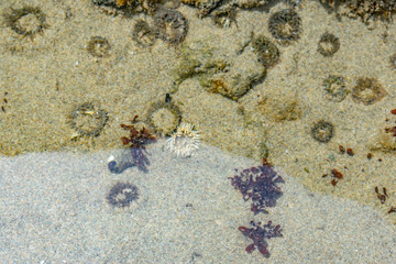 sea life