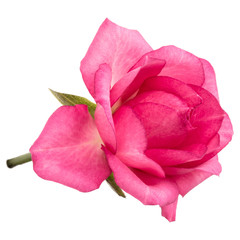 one pink rose flower isolated on white background cutout