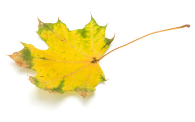 colorful autumn maple leaf isolated on white