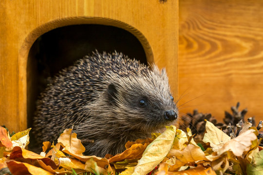 Hedgehog (Scientific name: Erinaceus Europaeus) wild, free roaming hedgehog, taken from inside a wildlife garden hide to monitor health and population of this declining mammal, space for copy	