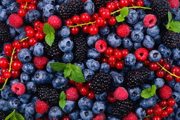 Blackberry, raspberry, blueberry,  red currant and mint background.