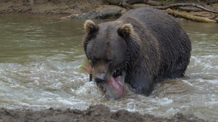 brown bear