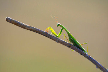 green mantis on a branch close-up