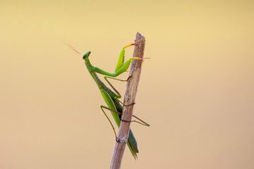 green mantis on a branch close-up