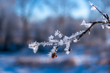 Hoar-frost covered trees in winter on a cold winter day.