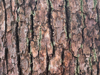 木目　テクスチャー 10