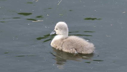 Swanling swimming alone in the water