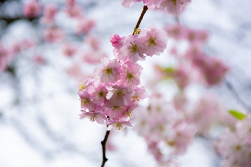 Cherry Blossom Spring