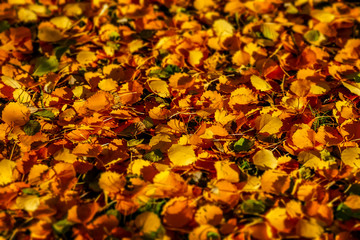 Herbstlaub und Blätter