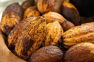 Close up a group of ripe cocoa pod
