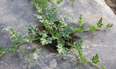 Cultivation of watermelons and melons under the film in the open ground