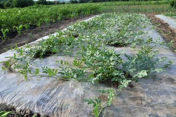 Cultivation of watermelons and melons under the film in the open ground
