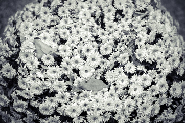 white astra background