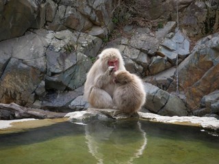 mother and baby snow  monkeys Japan 