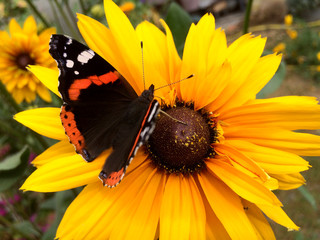 Red Admiral Butterfly (Vanessa atalanta) sits on a yellow Rudbeckia flower.