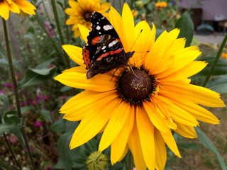 Red Admiral Butterfly (Vanessa atalanta) sits on a yellow Rudbeckia flower.