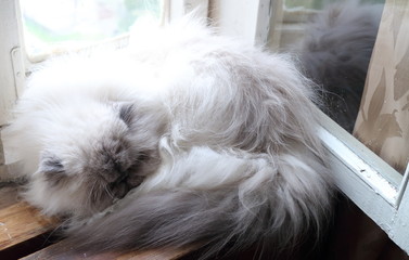White cat lies curled on the window