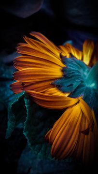 The underside of an orange long pedalled flower.