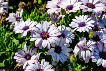 Fototapeta na wymiar White Osteospermum flowers, commonly known as daisy bushes or African daisies, in a sunny summer garden