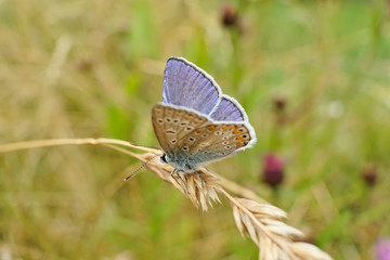 Schmetterlinge Deutschlands - Himmelblauer Bläuling