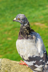 city pigeon, view from the back.